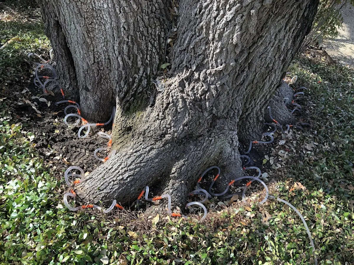 Detailed Tree Cabling and Bracing job site in Paxton